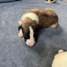 Mackenzie - Red male Borzoi puppy in Clinton, Tennessee from Ivanhoe Borzoi