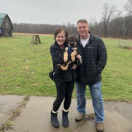 German Shepherd Puppies from Shenango Valley Shepherds