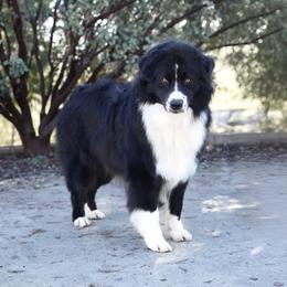 Oreo - Australian Shepherd