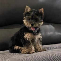 White Boy - Black and tan male Yorkshire Terrier puppy in Baytown, Texas from Loyal Littles