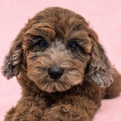 April - Merle female Goldendoodle puppy in Afton, Oklahoma from C5 Doodles