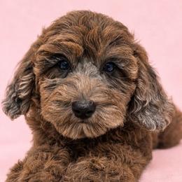April - Merle female Goldendoodle puppy in Afton, Oklahoma from C5 Doodles