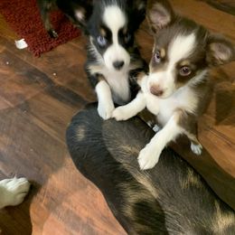 Toy Australian Shepherd Puppies from Desert Fox Aussies