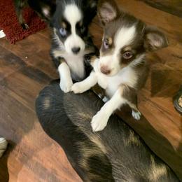 Toy Australian Shepherd Puppies from Desert Fox Aussies