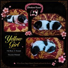 Yellow Girl - female Sporty Mix puppy in Algona, Iowa from Ebonheart Kennel