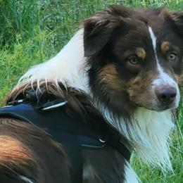 Australian Shepherds from Awesome Wigglin Aussies