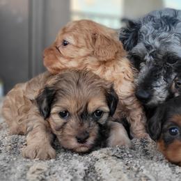 Australian Shepherd, Golden Retriever, Shichon, and Shihpoo Puppies from Pilot Hill Teddy Bear Puppies