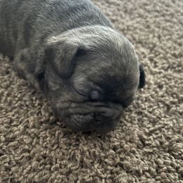 No collar - French Bulldog puppy in Derby, Kansas from Staci Tosh's French Bulldogs