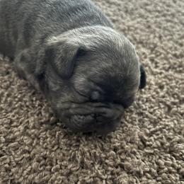 No collar - French Bulldog puppy in Derby, Kansas from Staci Tosh's French Bulldogs