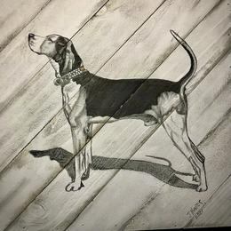Magic - Treeing Walker Coonhound