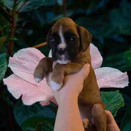 Fawn girl - Fawn female Boxer puppy in Red Boiling Springs, Tennessee from Silver Rain