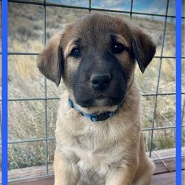 Blue - Fawn male Anatolian Shepherd Dog puppy in Clark, Wyoming from Fyne Acres