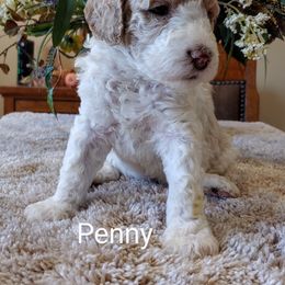 Goldendoodle Puppies from Ninnie's Doodles