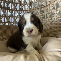 Apollo - Tri-Roan male English Springer Spaniel puppy in Palmdale, California from Legacy