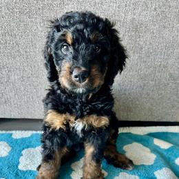 Moon - Phantom female Bernedoodle puppy in Nampa, Idaho from Ember Skies Doodles