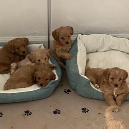 Cavapoo and Poodle Puppies from Coopers Lane Puppies
