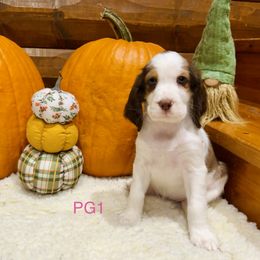 PG1 - Red and white female English Springer Spaniel puppy in Britton, South Dakota from K&S Canines