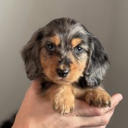 Dachshund Puppies from Krysta Wasson