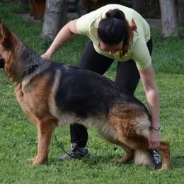 Cim - German Shepherd