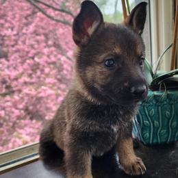 Coral - Sable female German Shepherd puppy in Harwood, Maryland from Reddington Shepherds