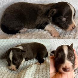 Hazel - Red tri female Toy Australian Shepherd puppy in Brooker, Florida from Honey, I Shrunk the Aussies
