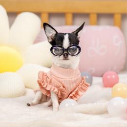 Olive 9,600 - Black and white female Chihuahua puppy in Jacksonville, Florida from Petits Chihuahuas