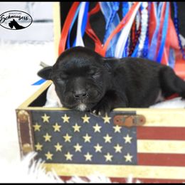 AKC 25020 - Black male Miniature Schnauzer puppy in Mount Airy, Georgia from Miniature Schnauzers GA, LLC