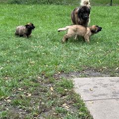 Leonberger Puppies from Leonberger Puppies at Harris Acres