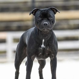 Winnie - Staffordshire Bull Terrier