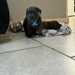 Dark blue - Gray brindle male Cane Corso puppy in Laplace, Louisiana from Tou Tru kennel