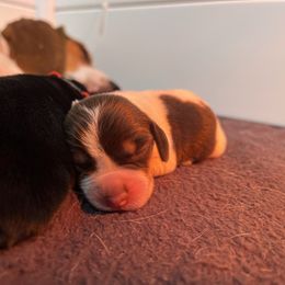Green - Brown white and tan male Beagle puppy in Jasper, Texas from Beech Grove Beagles