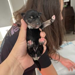 Puppies - Miniature Schnauzer