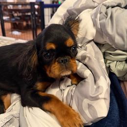 Bridget - Black and tan female English Toy Spaniel puppy in Pennsylvania from Enchanting Charlies