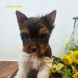 Yellow collar - Parti male Yorkshire Terrier puppy in Mcconnellsburg, Pennsylvania from Buffy's Little Blessings
