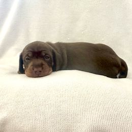 Girl 2 - Chocolate and tan female Dachshund puppy in Silver Springs, Florida from DeMarsh's Dachshunds