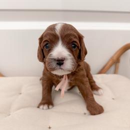 Cookie - Red female Cavapoo puppy in Apache Junction, Arizona from Coffey House Doodles