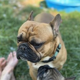 Brutus - French Bulldog
