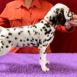 Dalmatian Puppies from Stagecoach Dalmatians