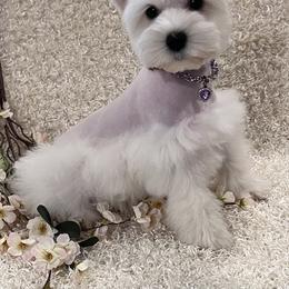 Dolly - Wheaten female Miniature Schnauzer puppy in San Augustine, Texas from My Little Schnauzer Pals