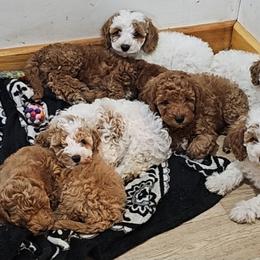 Cavapoo, Cockapoo, Goldendoodle, and Poodle Puppies from Brooke Carlson