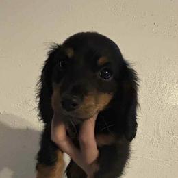 Dachshund puppies from L&B Lowriders