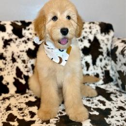 Buzz - Apricot male Goldendoodle puppy in Houston, Texas from Golden Life Doodles