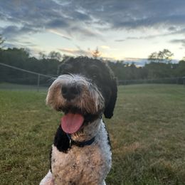 Quinn - Bernedoodle