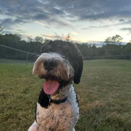 Quinn - Bernedoodle