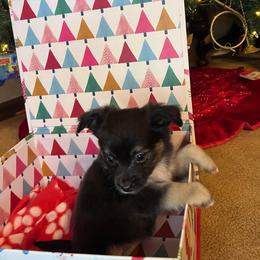 Inky - Black tri female Toy Australian Shepherd puppy in Medina, Tennessee from Fly Farms