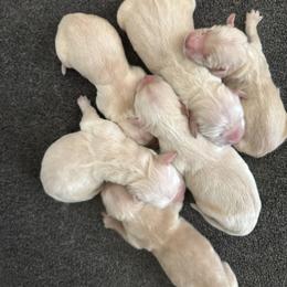 Kona Girl 2 - Golden female Golden Retriever puppy in Fort Morgan, Colorado from Golden Girls Kennels, LLC