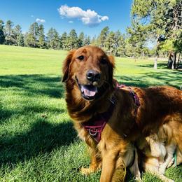 Bailey - Golden Retriever