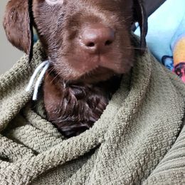 Dilute Retriever Puppies from Calizona Labs
