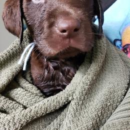 Dilute Retriever Puppies from Calizona Labs