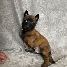 Belgian Malinois Puppies from KCK9